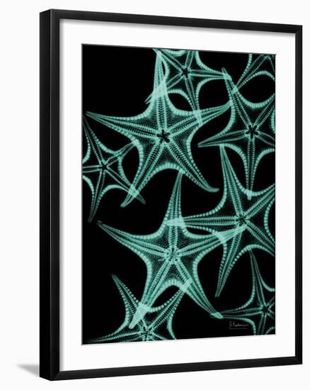 Starfish 1-Albert Koetsier-Framed Art Print