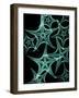 Starfish 1-Albert Koetsier-Framed Art Print