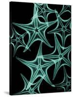 Starfish 1-Albert Koetsier-Stretched Canvas