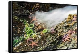 Starfish and anemones, Bamdoroshni Island off the coast of Sitka, Alaska-Mark A Johnson-Framed Stretched Canvas