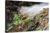 Starfish and anemones, Bamdoroshni Island off the coast of Sitka, Alaska-Mark A Johnson-Stretched Canvas