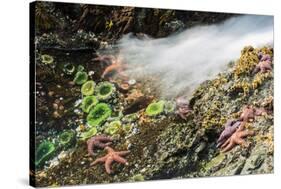 Starfish and anemones, Bamdoroshni Island off the coast of Sitka, Alaska-Mark A Johnson-Stretched Canvas