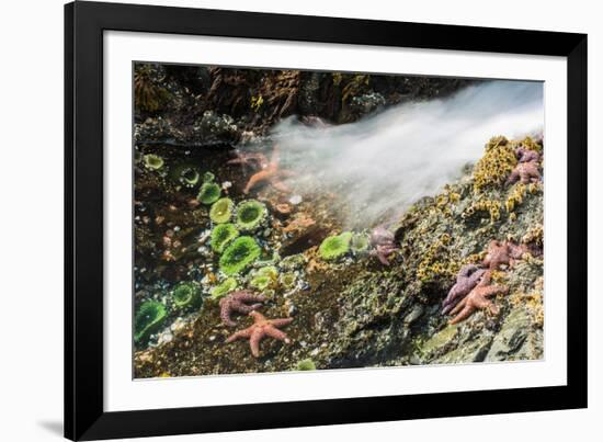 Starfish and anemones, Bamdoroshni Island off the coast of Sitka, Alaska-Mark A Johnson-Framed Photographic Print