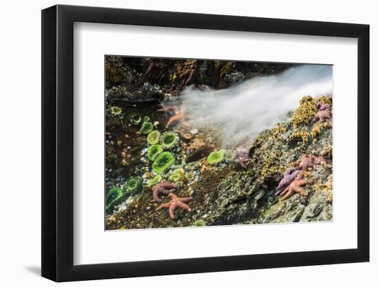 Starfish and anemones, Bamdoroshni Island off the coast of Sitka, Alaska-Mark A Johnson-Framed Photographic Print