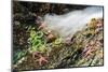 Starfish and anemones, Bamdoroshni Island off the coast of Sitka, Alaska-Mark A Johnson-Mounted Photographic Print