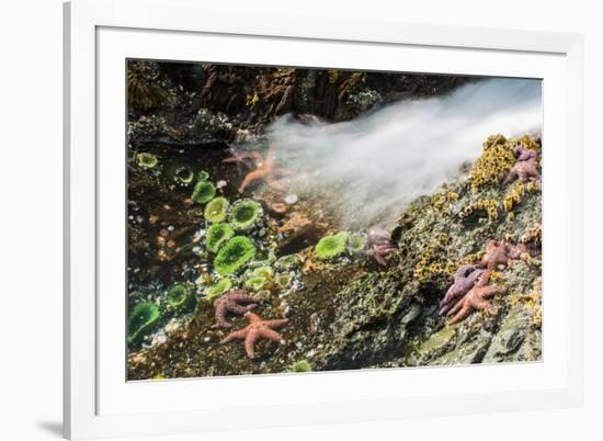 Starfish and anemones, Bamdoroshni Island off the coast of Sitka, Alaska-Mark A Johnson-Framed Photographic Print