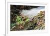 Starfish and anemones, Bamdoroshni Island off the coast of Sitka, Alaska-Mark A Johnson-Framed Photographic Print