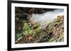 Starfish and anemones, Bamdoroshni Island off the coast of Sitka, Alaska-Mark A Johnson-Framed Photographic Print