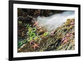 Starfish and anemones, Bamdoroshni Island off the coast of Sitka, Alaska-Mark A Johnson-Framed Photographic Print