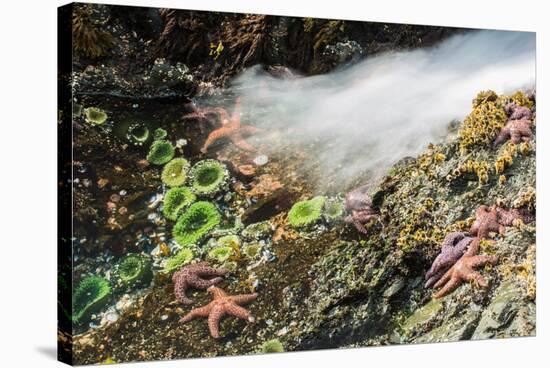 Starfish and anemones, Bamdoroshni Island off the coast of Sitka, Alaska-Mark A Johnson-Stretched Canvas