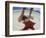 Starfish and Feet, Bahamas, Caribbean-Greg Johnston-Framed Photographic Print