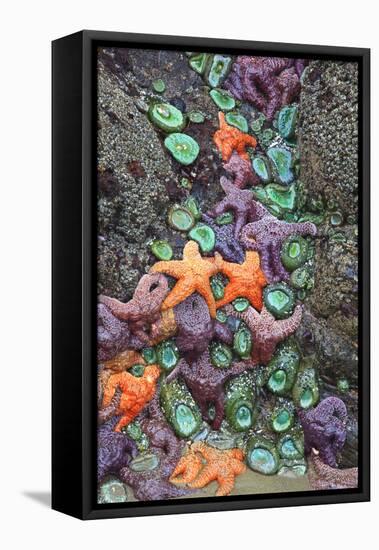 Starfish and Rock Formations Along Indian Beach, Oregon Coast-Craig Tuttle-Framed Stretched Canvas