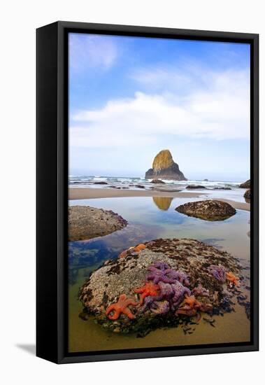 Starfish and Rock Formations along Indian Beach, Oregon Coast-Craig Tuttle-Framed Stretched Canvas