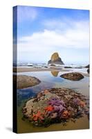 Starfish and Rock Formations along Indian Beach, Oregon Coast-Craig Tuttle-Stretched Canvas