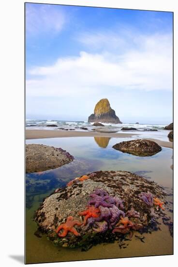 Starfish and Rock Formations along Indian Beach, Oregon Coast-Craig Tuttle-Mounted Premium Photographic Print