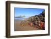 Starfish and Rock Formations Along Indian Beach, Oregon Coast-Craig Tuttle-Framed Photographic Print