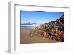 Starfish and Rock Formations Along Indian Beach, Oregon Coast-Craig Tuttle-Framed Photographic Print