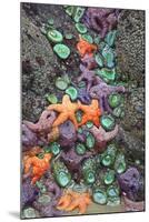 Starfish and Rock Formations Along Indian Beach, Oregon Coast-Craig Tuttle-Mounted Photographic Print