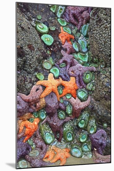 Starfish and Rock Formations Along Indian Beach, Oregon Coast-Craig Tuttle-Mounted Photographic Print