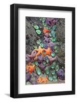 Starfish and Rock Formations Along Indian Beach, Oregon Coast-Craig Tuttle-Framed Photographic Print