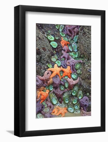 Starfish and Rock Formations Along Indian Beach, Oregon Coast-Craig Tuttle-Framed Photographic Print