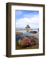 Starfish and Rock Formations along Indian Beach, Oregon Coast-Craig Tuttle-Framed Photographic Print