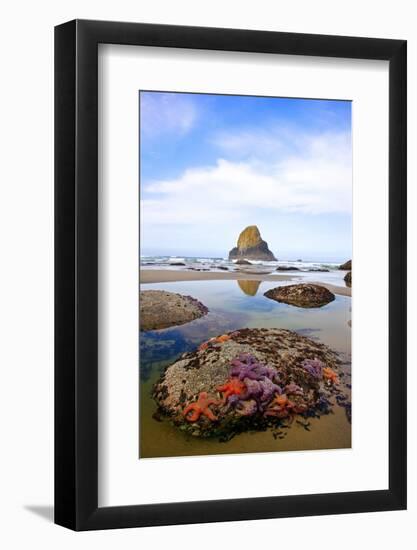 Starfish and Rock Formations along Indian Beach, Oregon Coast-Craig Tuttle-Framed Photographic Print