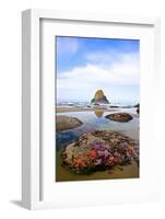 Starfish and Rock Formations along Indian Beach, Oregon Coast-Craig Tuttle-Framed Photographic Print