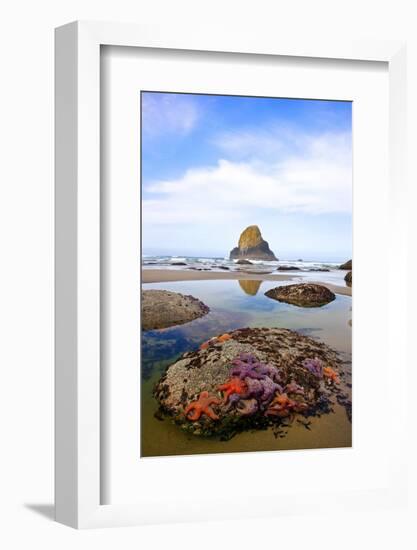 Starfish and Rock Formations along Indian Beach, Oregon Coast-Craig Tuttle-Framed Photographic Print