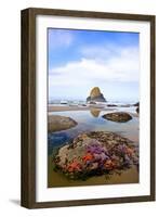 Starfish and Rock Formations along Indian Beach, Oregon Coast-Craig Tuttle-Framed Photographic Print