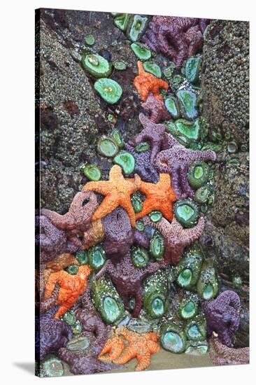 Starfish and Rock Formations Along Indian Beach, Oregon Coast-Craig Tuttle-Stretched Canvas