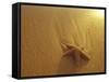 Starfish and Sand at Sunset, Maui, Hawaii, USA-Darrell Gulin-Framed Stretched Canvas