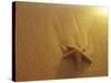 Starfish and Sand at Sunset, Maui, Hawaii, USA-Darrell Gulin-Stretched Canvas