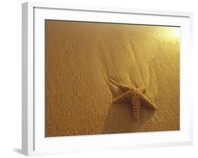 Starfish and Sand at Sunset, Maui, Hawaii, USA-Darrell Gulin-Framed Photographic Print