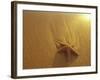 Starfish and Sand at Sunset, Maui, Hawaii, USA-Darrell Gulin-Framed Photographic Print