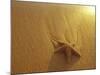 Starfish and Sand at Sunset, Maui, Hawaii, USA-Darrell Gulin-Mounted Photographic Print