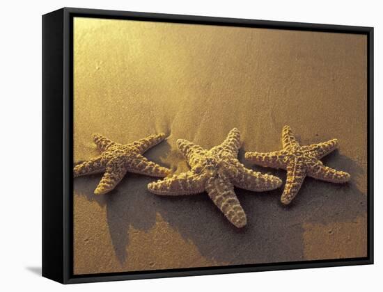 Starfish and Sand at Sunset, Maui, Hawaii, USA-Darrell Gulin-Framed Stretched Canvas