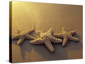 Starfish and Sand at Sunset, Maui, Hawaii, USA-Darrell Gulin-Stretched Canvas