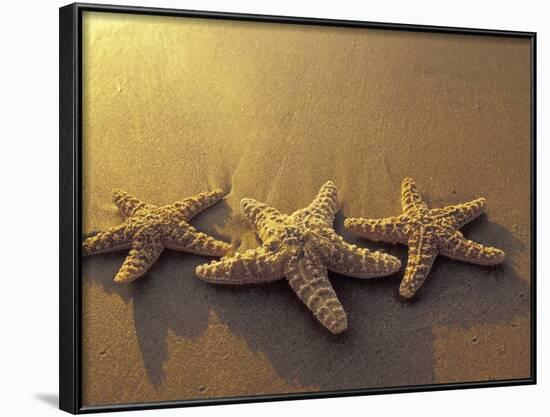 Starfish and Sand at Sunset, Maui, Hawaii, USA-Darrell Gulin-Framed Photographic Print