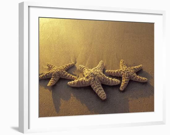 Starfish and Sand at Sunset, Maui, Hawaii, USA-Darrell Gulin-Framed Photographic Print