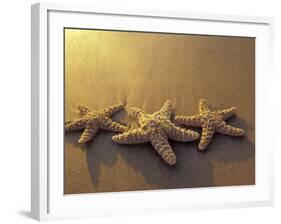 Starfish and Sand at Sunset, Maui, Hawaii, USA-Darrell Gulin-Framed Photographic Print