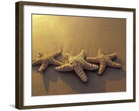 Starfish and Sand at Sunset, Maui, Hawaii, USA-Darrell Gulin-Framed Photographic Print