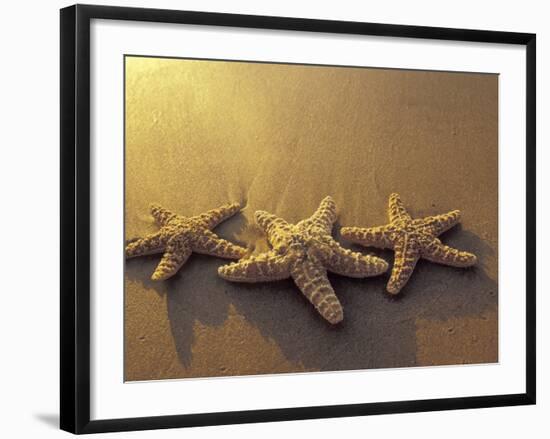 Starfish and Sand at Sunset, Maui, Hawaii, USA-Darrell Gulin-Framed Photographic Print