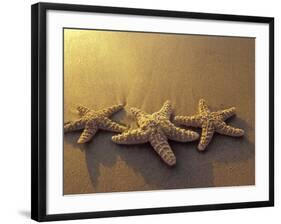 Starfish and Sand at Sunset, Maui, Hawaii, USA-Darrell Gulin-Framed Photographic Print