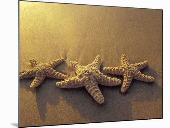 Starfish and Sand at Sunset, Maui, Hawaii, USA-Darrell Gulin-Mounted Photographic Print