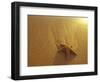 Starfish and Sand at Sunset, Maui, Hawaii, USA-Darrell Gulin-Framed Photographic Print