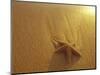 Starfish and Sand at Sunset, Maui, Hawaii, USA-Darrell Gulin-Mounted Photographic Print