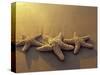 Starfish and Sand at Sunset, Maui, Hawaii, USA-Darrell Gulin-Stretched Canvas