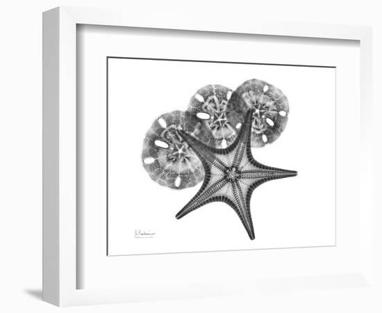 Starfish and Sand Dollar-Albert Koetsier-Framed Premium Giclee Print