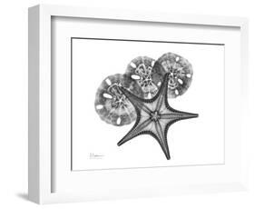 Starfish and Sand Dollar-Albert Koetsier-Framed Premium Giclee Print